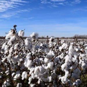 U.S. Cotton